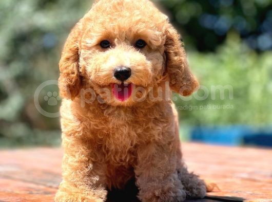Irk Ve Saglik Garantili Poodle Bebekler