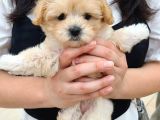 Dünya Tatlisi Malti̇poo Yavrulari