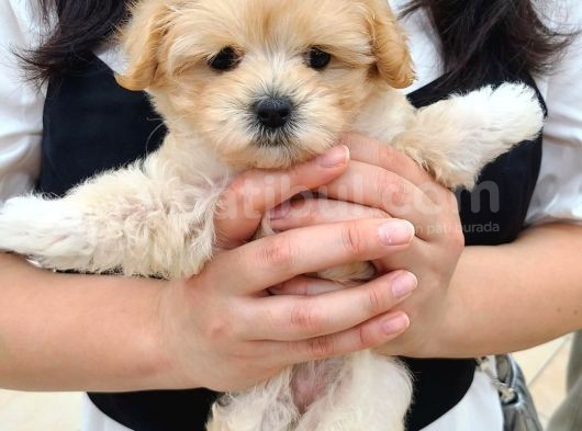 Dünya Tatlisi Malti̇poo Yavrulari
