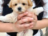 Dünya Tatlisi Malti̇poo Yavrulari