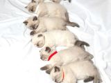 British Shorthair Yavruları