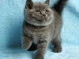 British Shorthair Yavruları