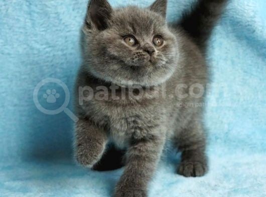 British Shorthair Yavruları görsel