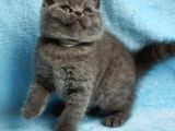 British Shorthair Yavruları