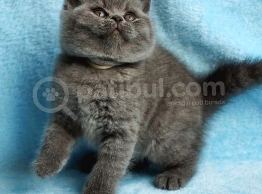 British Shorthair Yavruları görsel