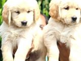 Golden Retri̇ever Yavrulari
