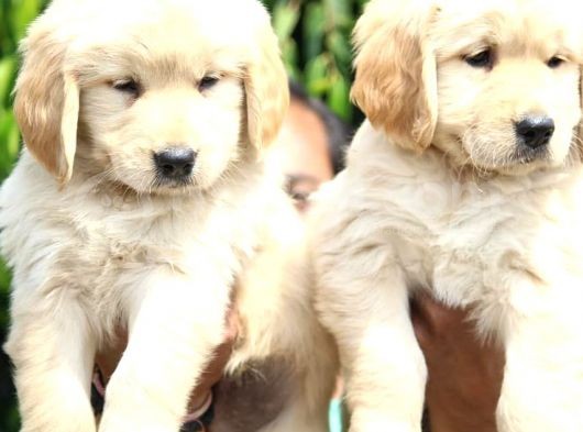 Golden Retri̇ever Yavrulari