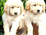 Golden Retri̇ever Yavrulari