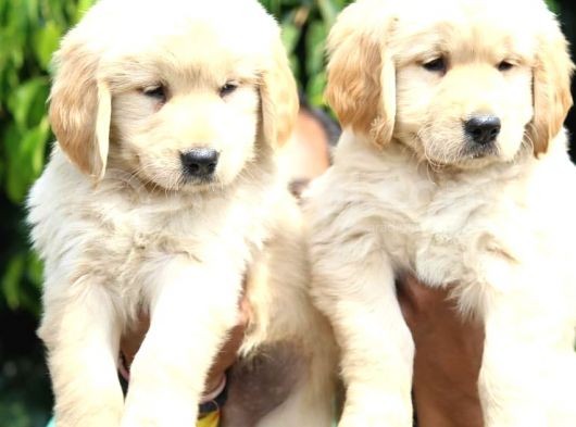Golden Retri̇ever Yavrulari görsel