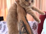 Sarı Scottish Fold Kızımız