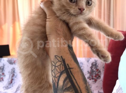 Sarı Scottish Fold Kızımız görsel
