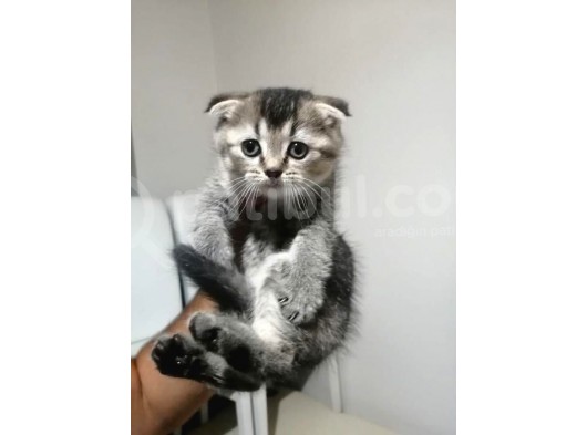 Minikler Sayeni Yuvasını Arıyor görsel
