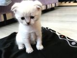 Scottish Fold Yavru