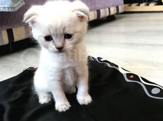 Scottish Fold Yavru görsel