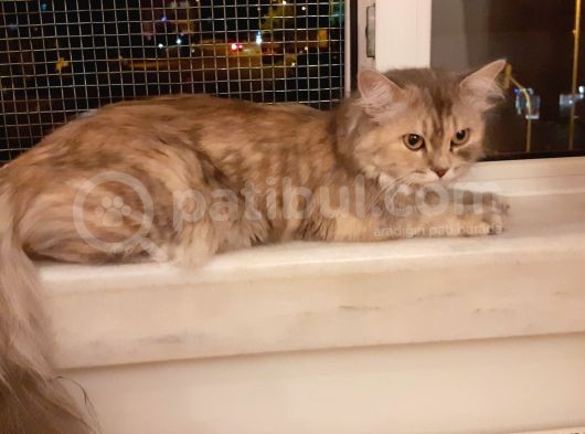 Ödüllü Kayıp İlanı görsel