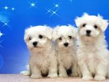Maltese Terri̇er Yavrular