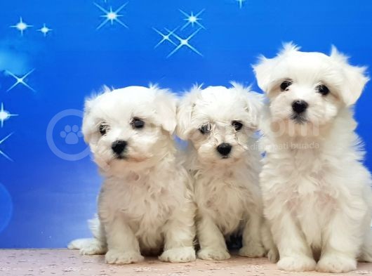 Maltese Terri̇er Yavrular görsel