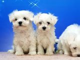Maltese Terri̇er Yavrular