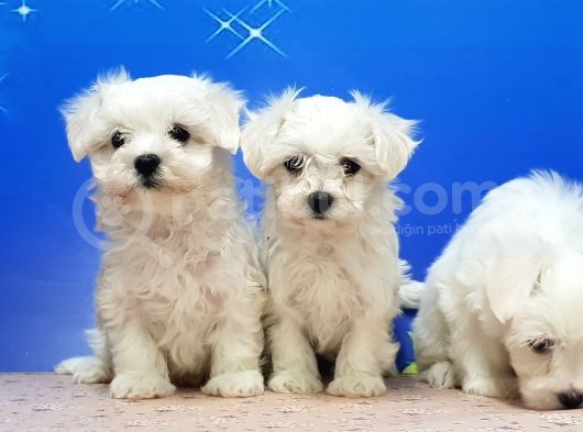 Maltese Terri̇er Yavrular görsel