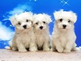 Maltese Terri̇er Yavrular