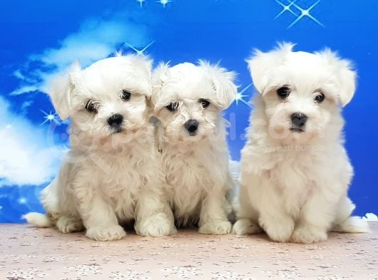 Maltese Terri̇er Yavrular görsel