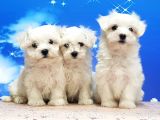 Maltese Terri̇er Yavrular
