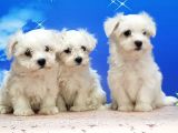 Maltese Terri̇er Yavrular