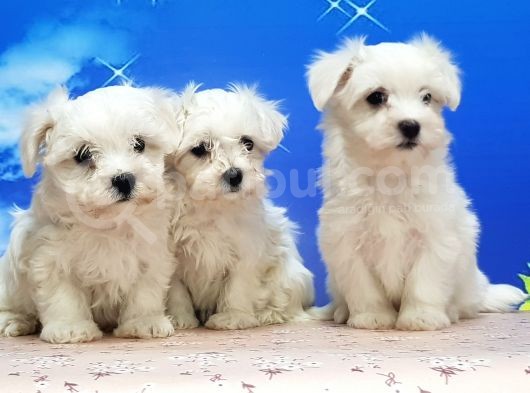 Maltese Terri̇er Yavrular görsel