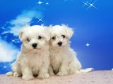 Maltese Terri̇er Yavrular