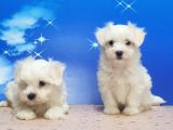Maltese Terri̇er Yavrular