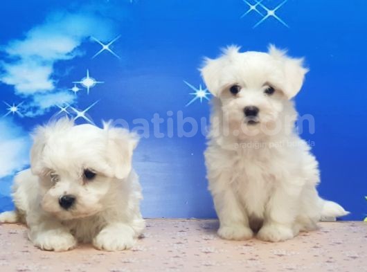 Maltese Terri̇er Yavrular görsel
