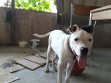 4,5 Aylik Erkek Pitbull