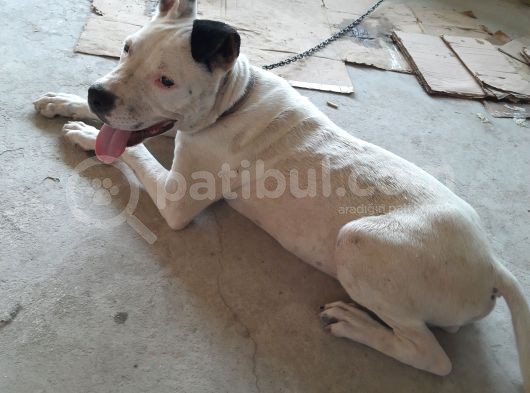 4,5 Aylik Erkek Pitbull görsel