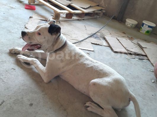 4,5 Aylik Erkek Pitbull görsel