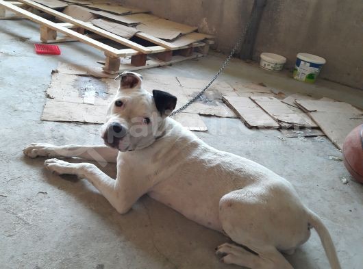 4,5 Aylik Erkek Pitbull görsel