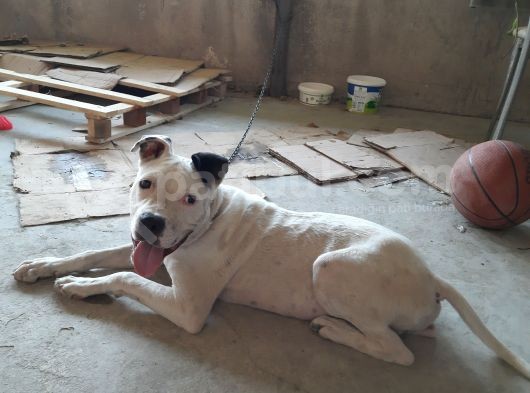 4,5 Aylik Erkek Pitbull