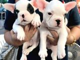 French Bulldog Yavruları