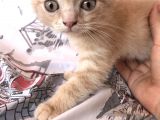 Sarı Scottish Fold Kızımız