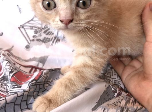 Sarı Scottish Fold Kızımız görsel