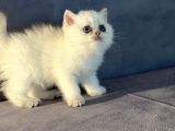 Bembeyaz Pamuk Gibi British Shorthair Yavrular