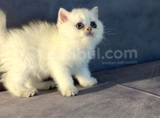 Bembeyaz Pamuk Gibi British Shorthair Yavrular görsel
