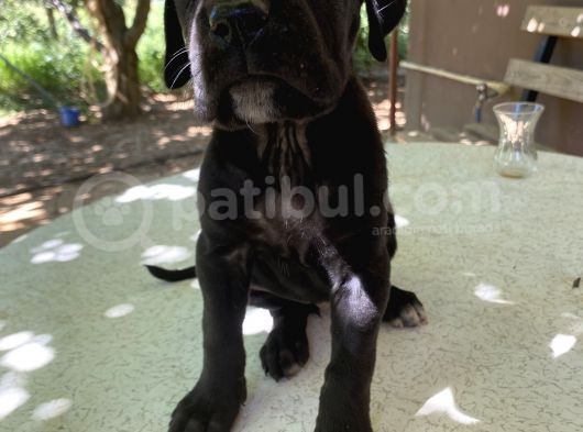 45 Günlük Cane Corso Yavrular görsel