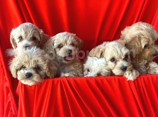 Efsane Guzellikte Maltipoo Bebekler görsel