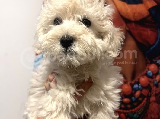 Maltipoo Kızım