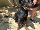5 Aylık Macar Kafa Erkek Rottweiler