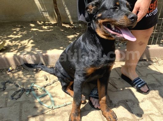 5 Aylık Macar Kafa Erkek Rottweiler görsel
