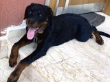 5 Aylık Macar Kafa Erkek Rottweiler
