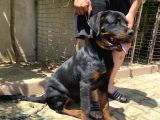 5 Aylık Macar Kafa Erkek Rottweiler