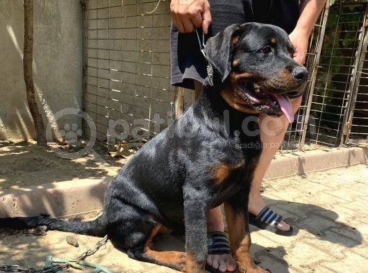 5 Aylık Macar Kafa Erkek Rottweiler