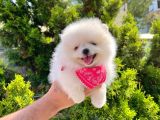 Safkan Pomeranian Boo Yavrularımız